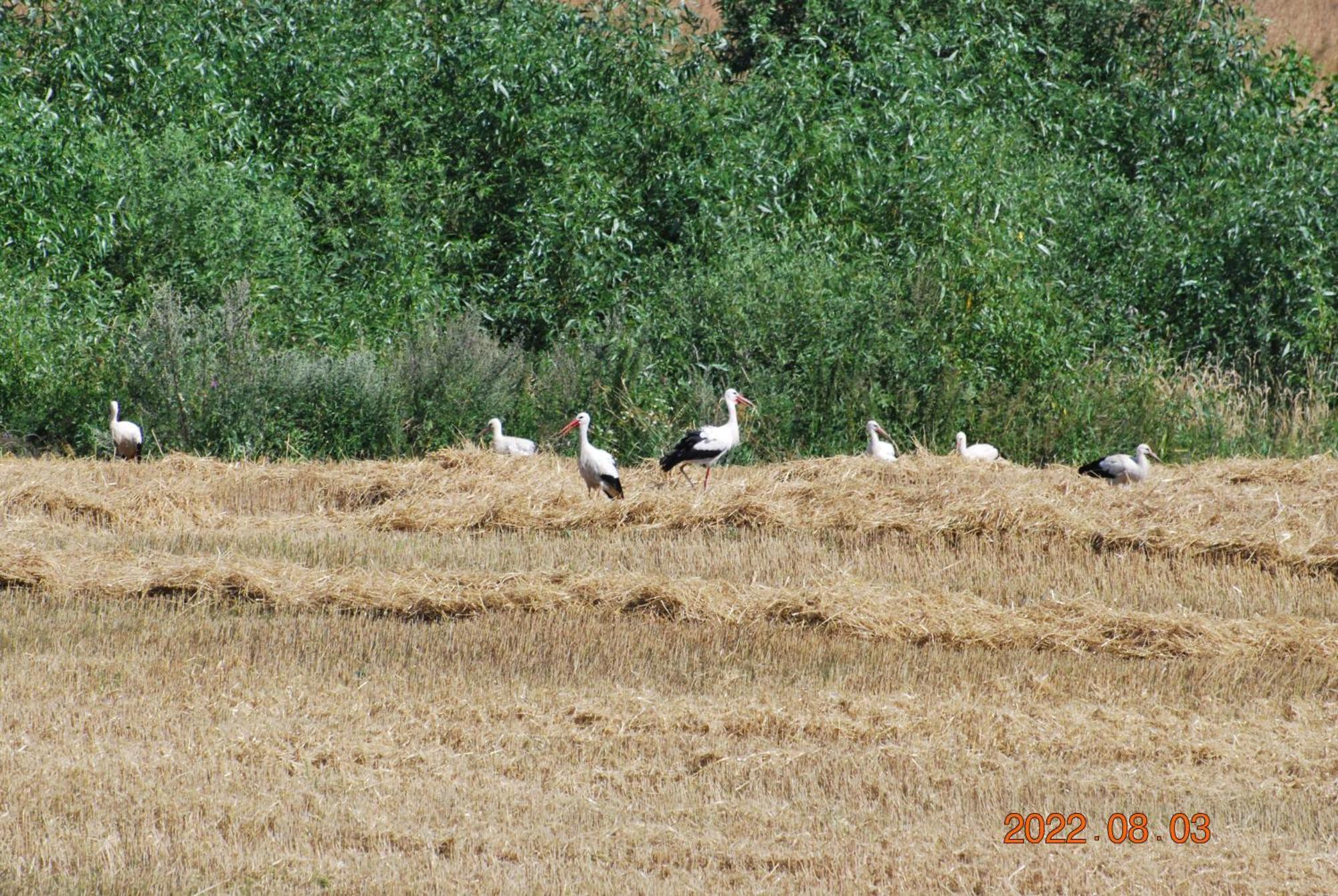 Siedlisko Na Gorce Βίλα Zalec Εξωτερικό φωτογραφία